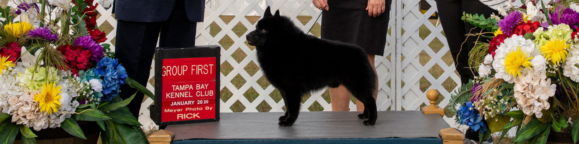 Tampa Bay Kennel Club Sitemap